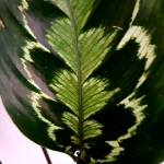 Calathea veitchiana