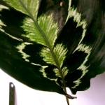 Calathea veitchiana