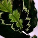 Calathea veitchiana