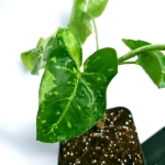 Syngonium panda