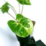 Syngonium panda
