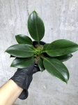 Philodendron green princess M