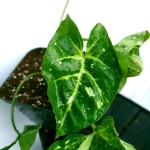 Syngonium panda 