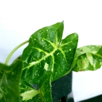 Syngonium panda