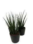 Sansevieria 'Fernwood mikado'