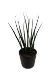 Sansevieria 'Fernwood mikado'