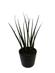 Sansevieria Fernwood Mikado roz. S