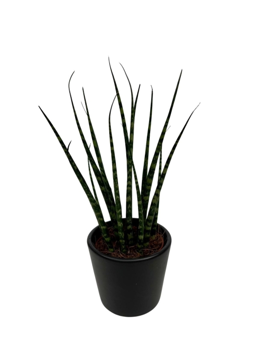 Sansevieria 'Fernwood mikado'