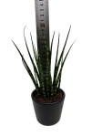 Sansevieria 'Fernwood mikado'