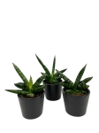 Sansevieria Boncel