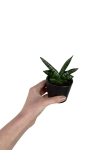 Sansevieria Boncel