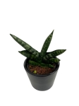 Sansevieria Boncel