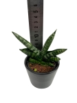 Sansevieria Boncel