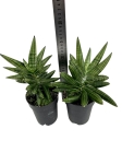 Sansevieria Boncel Inti - M