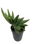 Sansevieria Boncel Inti - M