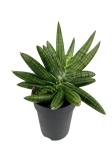Sansevieria Boncel Inti - M