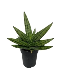 Sansevieria Boncel Inti - M