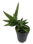 Sansevieria Boncel Inti - M