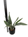 Sansevieria Aubrytiana 'Metallica'