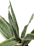 Sansevieria Aubrytiana 'Metallica'
