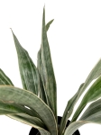 Sansevieria Aubrytiana 'Metallica'