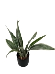 Sansevieria Aubrytiana 'Metallica'