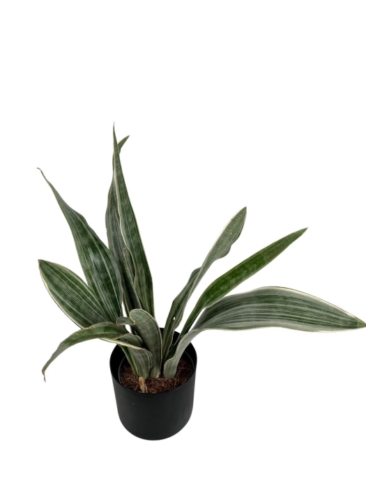Sansevieria Aubrytiana 'Metallica'
