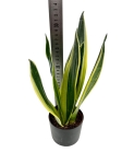 Sansevieria trifasciata 'Canary' - M