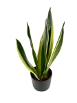 Sansevieria trifasciata 'Canary' - M