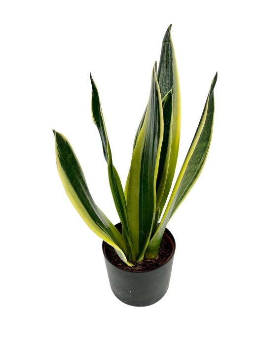 Sansevieria trifasciata 'Canary' - M