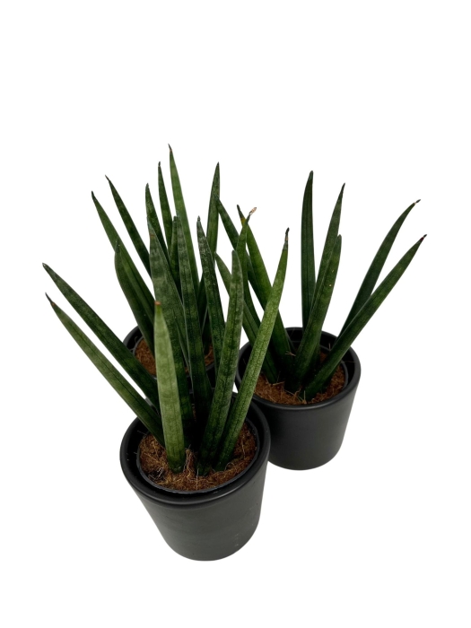 Sansevieria cylindrica 'Straight'