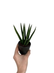 Sansevieria cylindrica 'Straight'