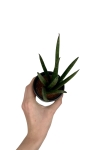 Sansevieria cylindrica 'Straight'
