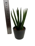 Sansevieria cylindrica 'Straight'