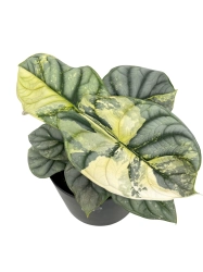 Alocasia Silver Dragon Variegata - M