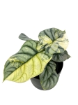 Alocasia Silver Dragon Variegata - M