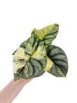 Alocasia Silver Dragon Variegata - M