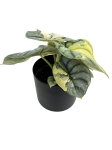 Alocasia Silver Dragon Variegata - M