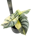 Alocasia Silver Dragon Variegata - M