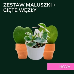 Mystery box - Hoya