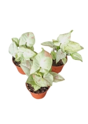 Syngonium Milk Confetti - M