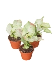 Syngonium Milk Confetti - M