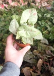 Syngonium Milk Confetti - M