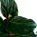 Calathea metallica