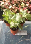 Syngonium Milk Confetti - M