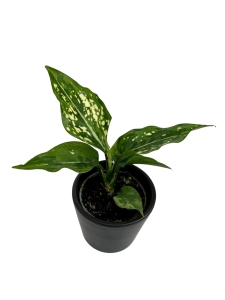 Aglaonema 'Super Snow' - S