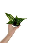 Aglaonema 'Super Snow' - S