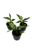 Aglaonema 'Super Snow' - S