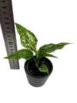 Aglaonema 'Super Snow' - S