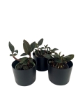 Ludisia discolor var. nigrescens - S